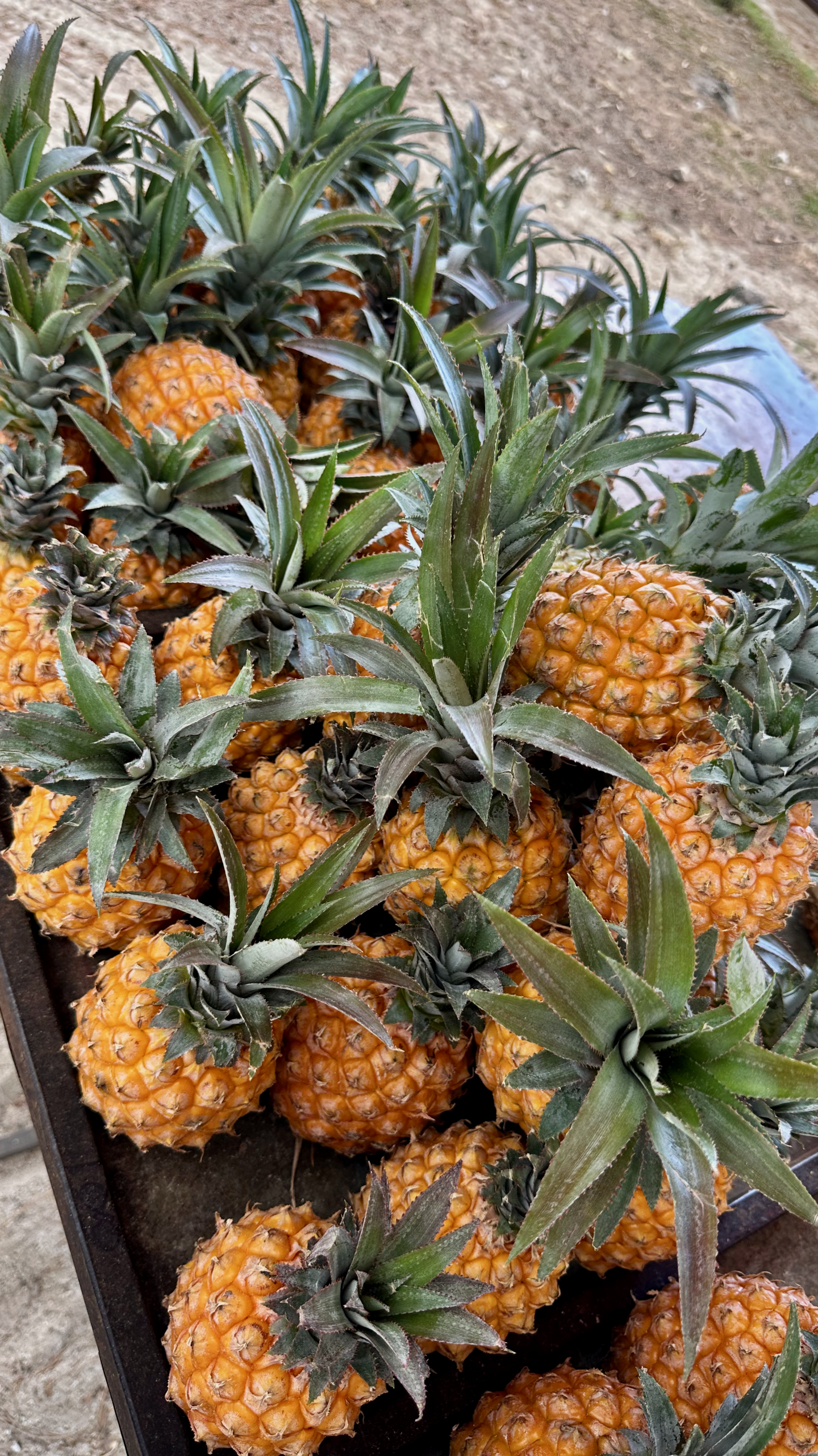 Die berühmten Victoria Ananas von Mauritius.