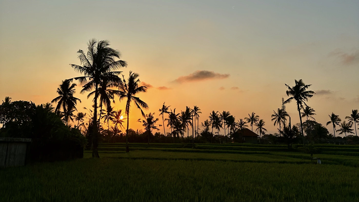 Rice fields in traditional city Ubud, in central Bali during sunset.