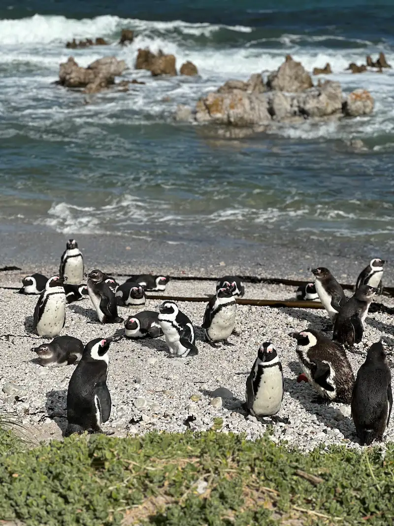 Pinguin Kolonie am Stoney Point bei Betty Bay in Südafrika.