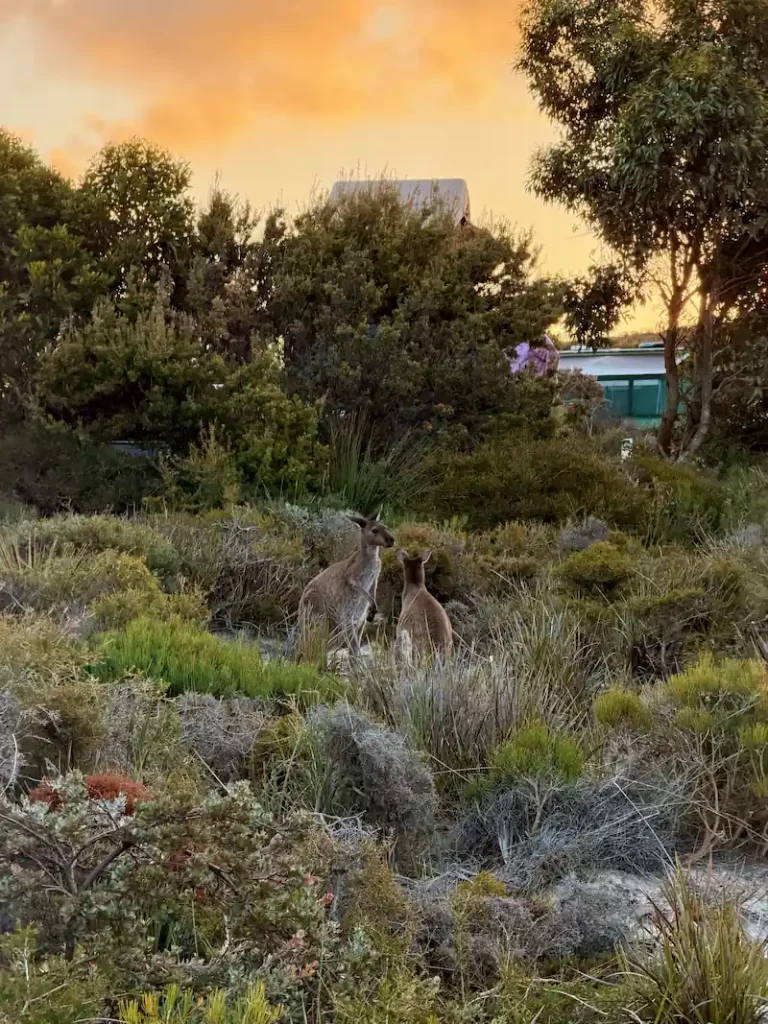 Kängurus am Lucky Bay Beach Campingplatz in West Australien.