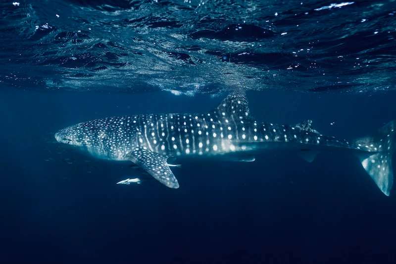 Mit Walhaien schnorcheln im Ningaloo Reef in West Australien.
