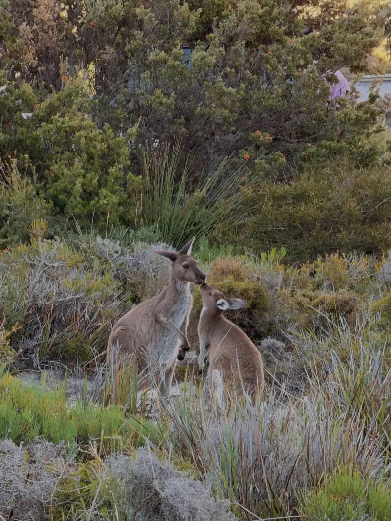 Känguru mit Jungem am Campingplatz der Lucky Bay in Esperance